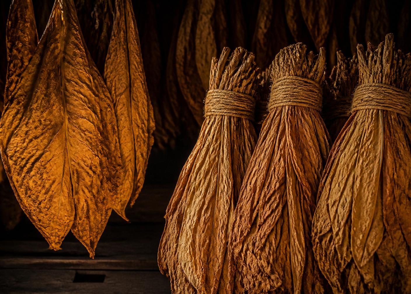 Whole Tobacco Leaves